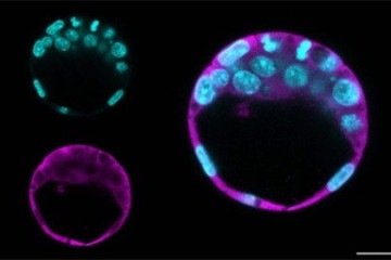 Duas pesquisas lideradas por cientistas brasileiras identificaram papéis centrais de proteínas multifuncionais em processos essenciais para o funcionamento das células -  (crédito: Lopes et. Al- ICB USP/Divulgação)