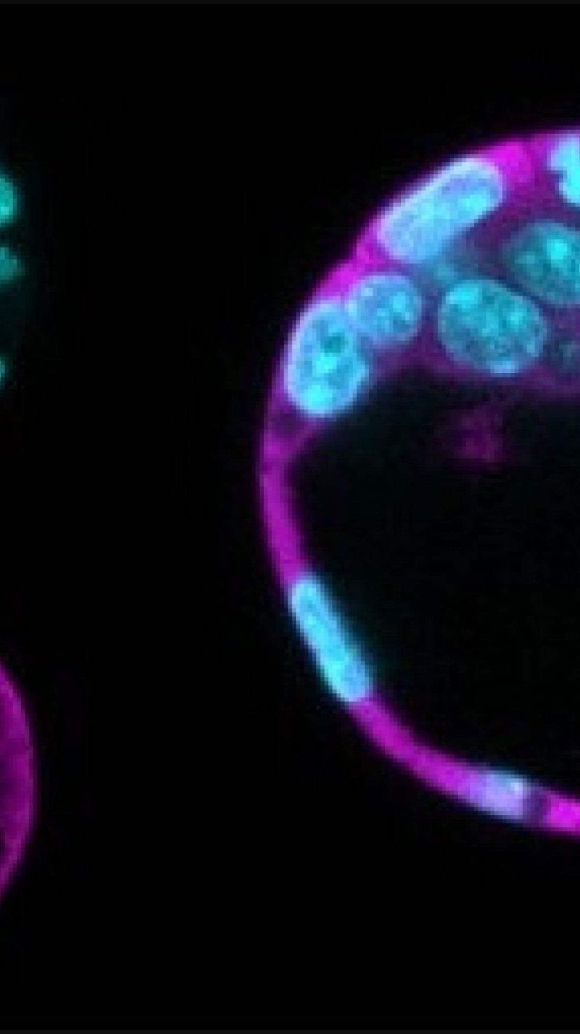 Duas pesquisas lideradas por cientistas brasileiras identificaram papéis centrais de proteínas multifuncionais em processos essenciais para o funcionamento das células -  (crédito: Lopes et. Al- ICB USP/Divulgação)
