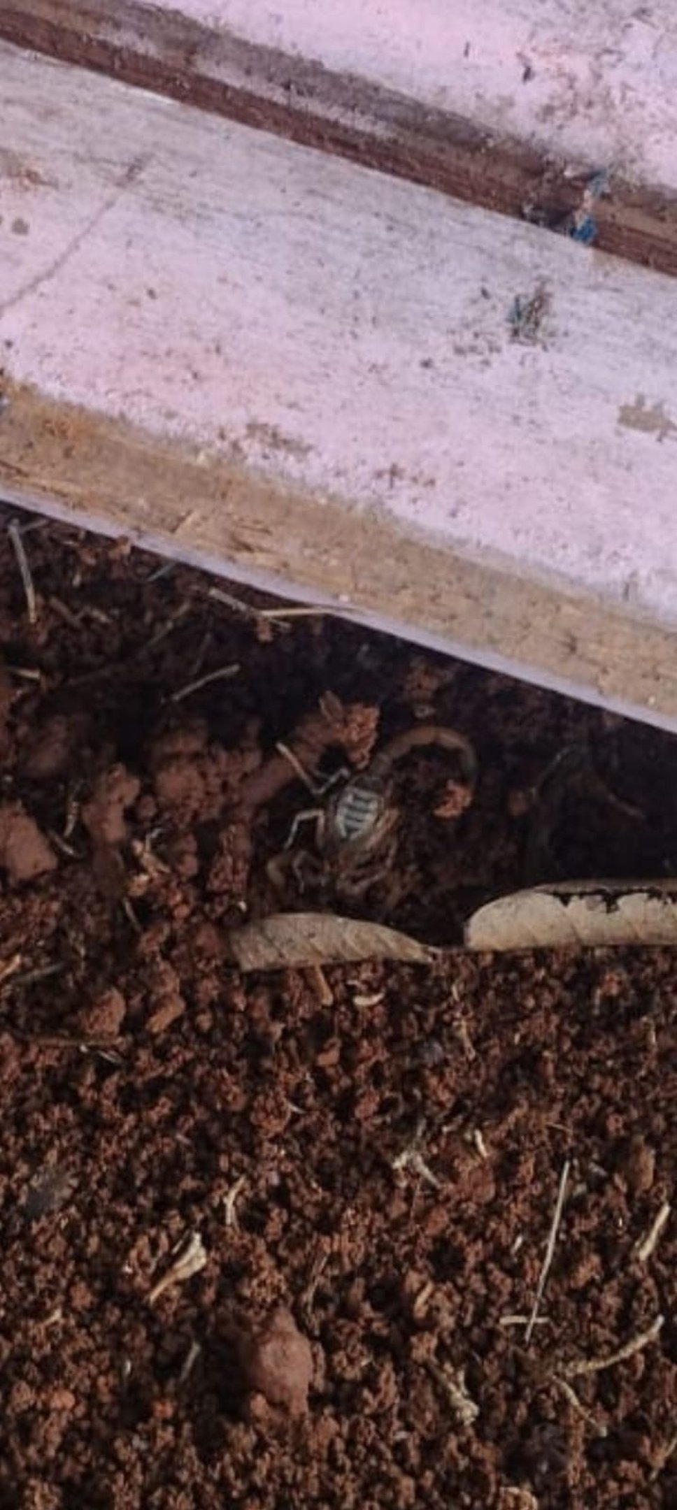 A vigil&acirc;ncia sanit&aacute;ria encontrou foco de escorpi&otilde;es no terreno da creche