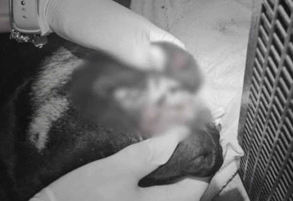 Guarda Municipal de Itajaí/Instagram