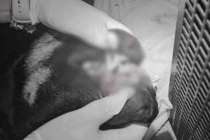 Polícia prende homem e apreende adolescentes por morte de cão - (crédito: Guarda Municipal de Itajaí/Instagram) Polícia prende homem e apreende adolescentes por morte de cão - (crédito: Guarda Municipal de Itajaí/Instagram)