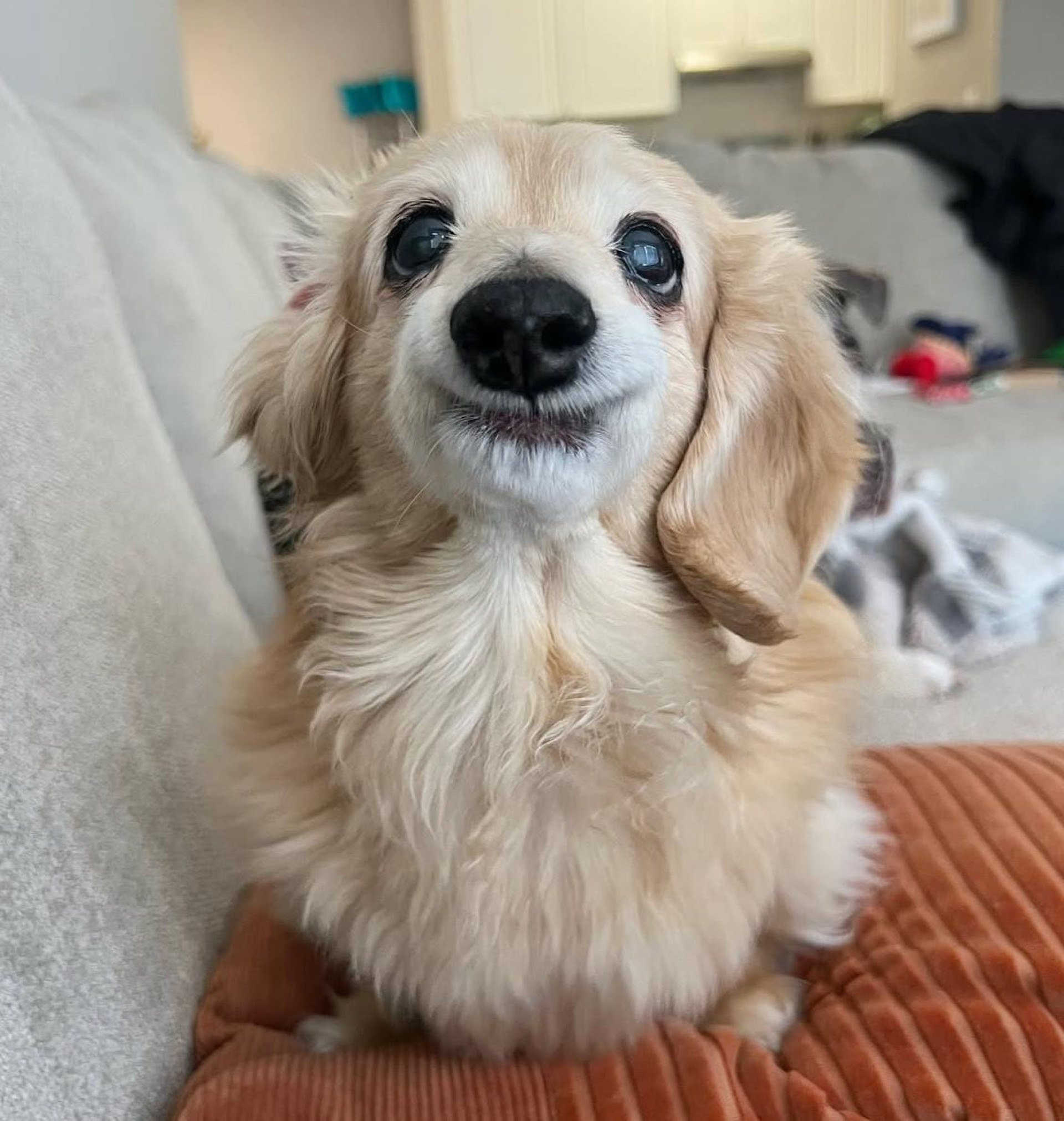 Conhe&ccedil;a Bella, a salsichinha de 14 anos que conquistou a internet com seu sorriso encantador