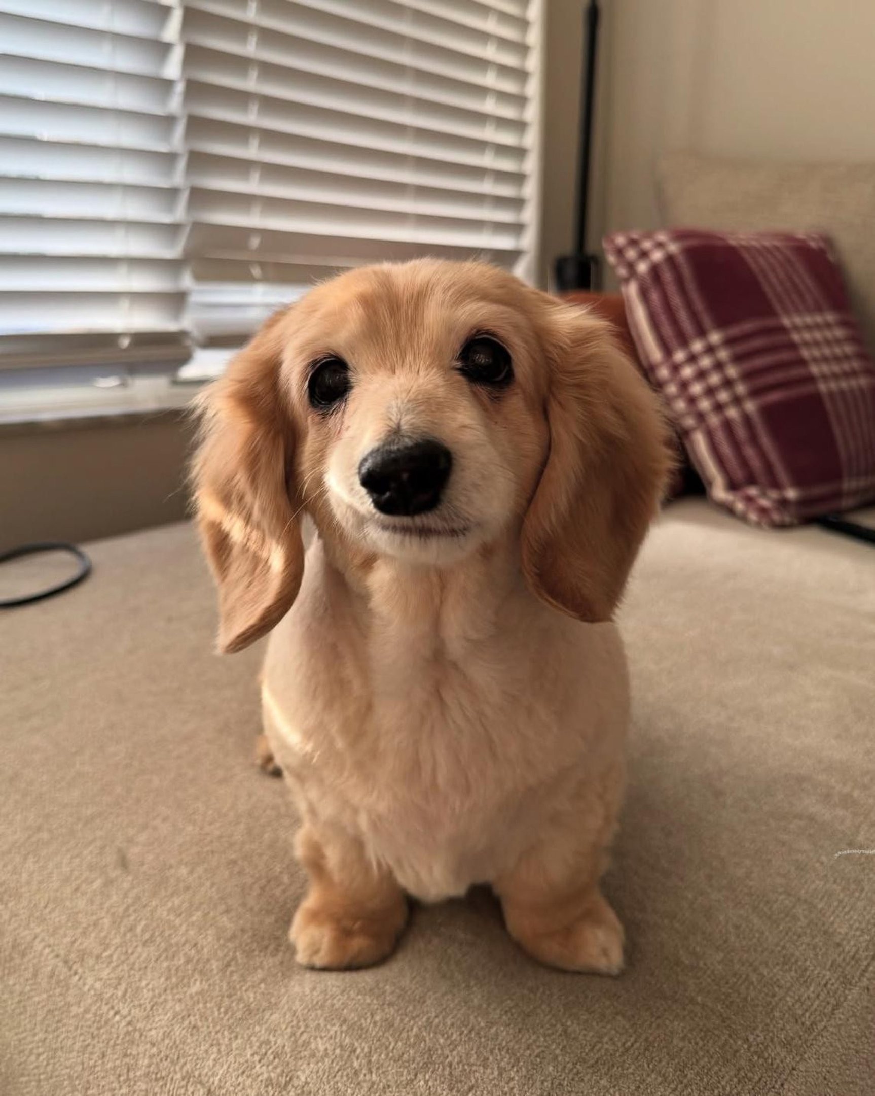 Conhe&ccedil;a Bella, a salsichinha de 14 anos que conquistou a internet com seu sorriso encantador