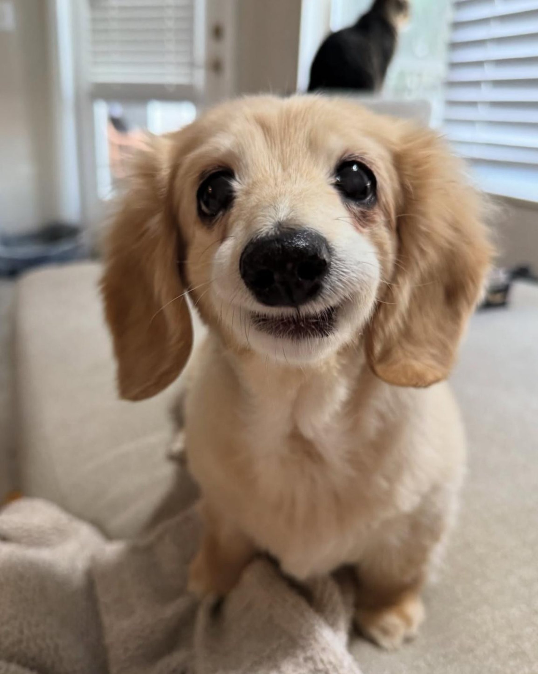 Conhe&ccedil;a Bella, a salsichinha de 14 anos que conquistou a internet com seu sorriso encantador