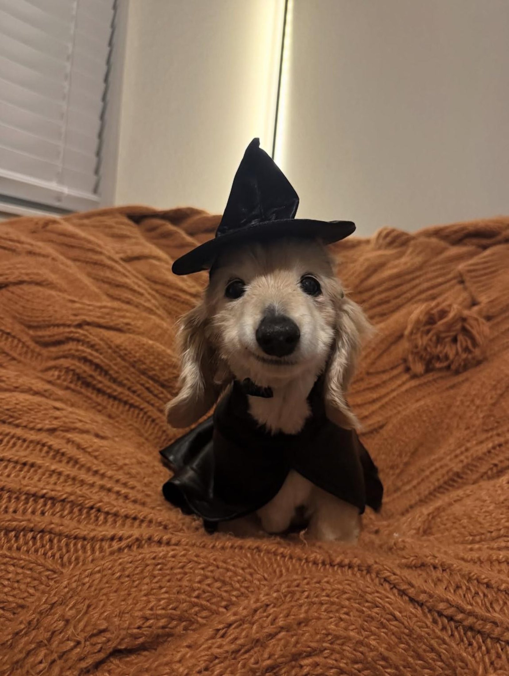 Conhe&ccedil;a Bella, a salsichinha de 14 anos que conquistou a internet com seu sorriso encantador