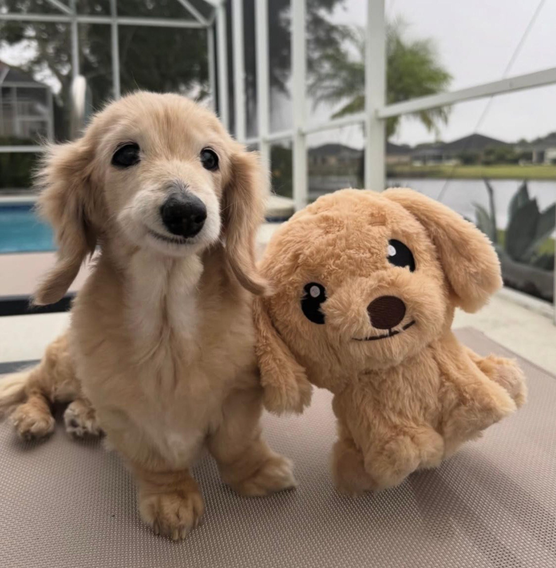 Conhe&ccedil;a Bella, a salsichinha de 14 anos que conquistou a internet com seu sorriso encantador