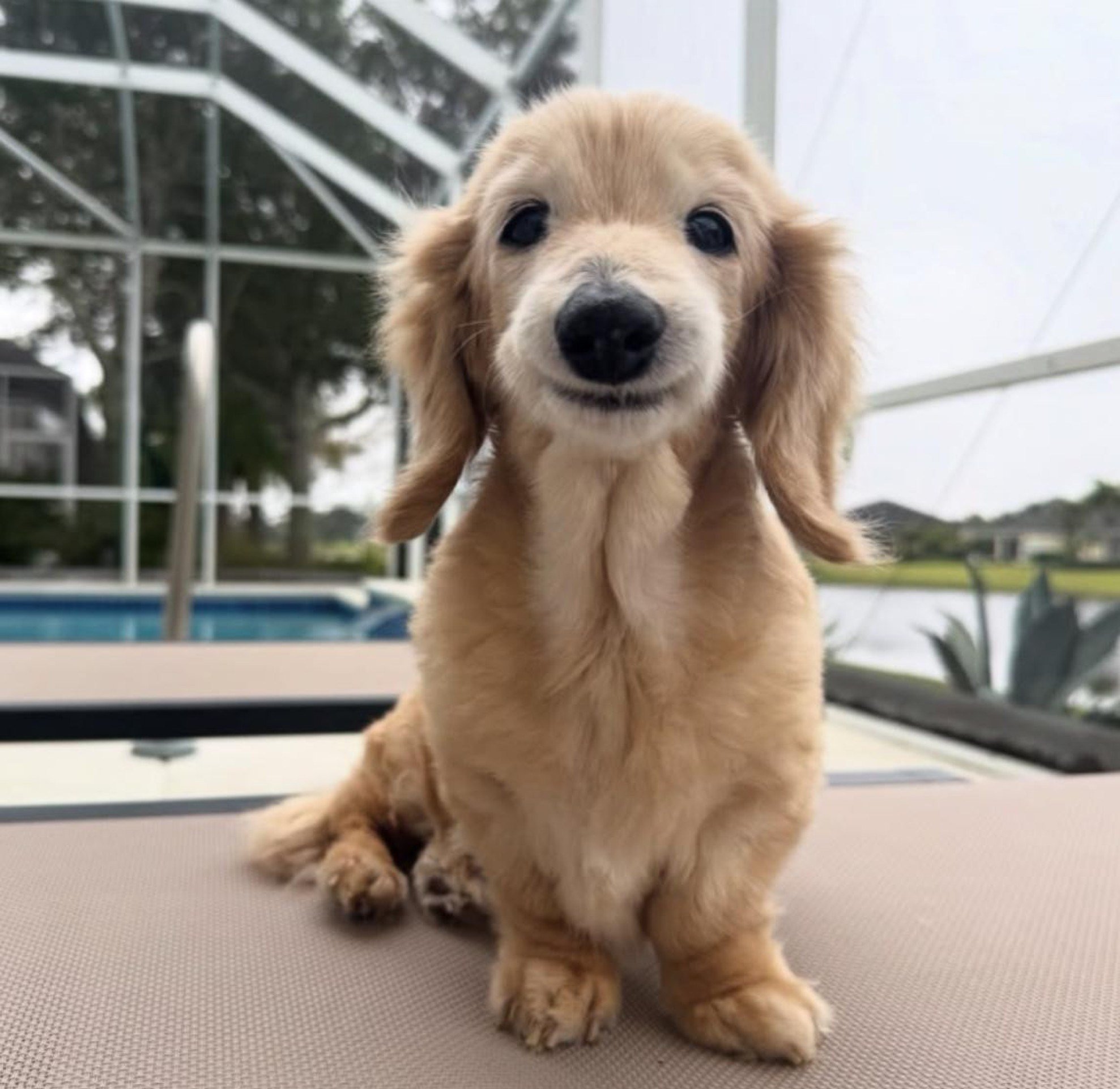 Conhe&ccedil;a Bella, a salsichinha de 14 anos que conquistou a internet com seu sorriso encantador