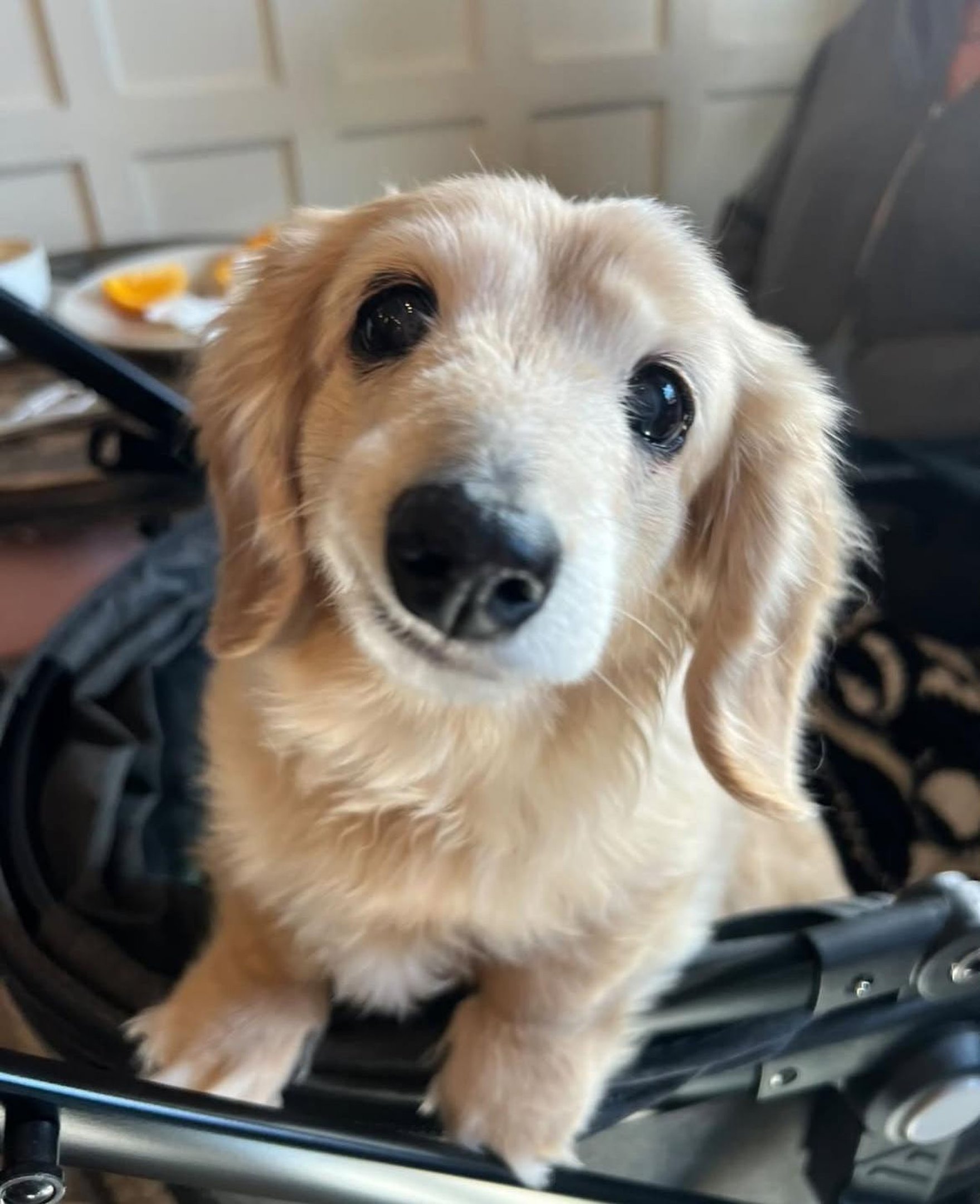 Conhe&ccedil;a Bella, a salsichinha de 14 anos que conquistou a internet com seu sorriso encantador