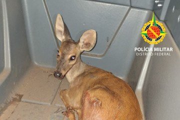 O veado-catingueiro foi encontrado em uma residência no Setor Sul, no Gama
- (crédito: Divulgação/PMDF) O veado-catingueiro foi encontrado em uma residência no Setor Sul, no Gama
- (crédito: Divulgação/PMDF)