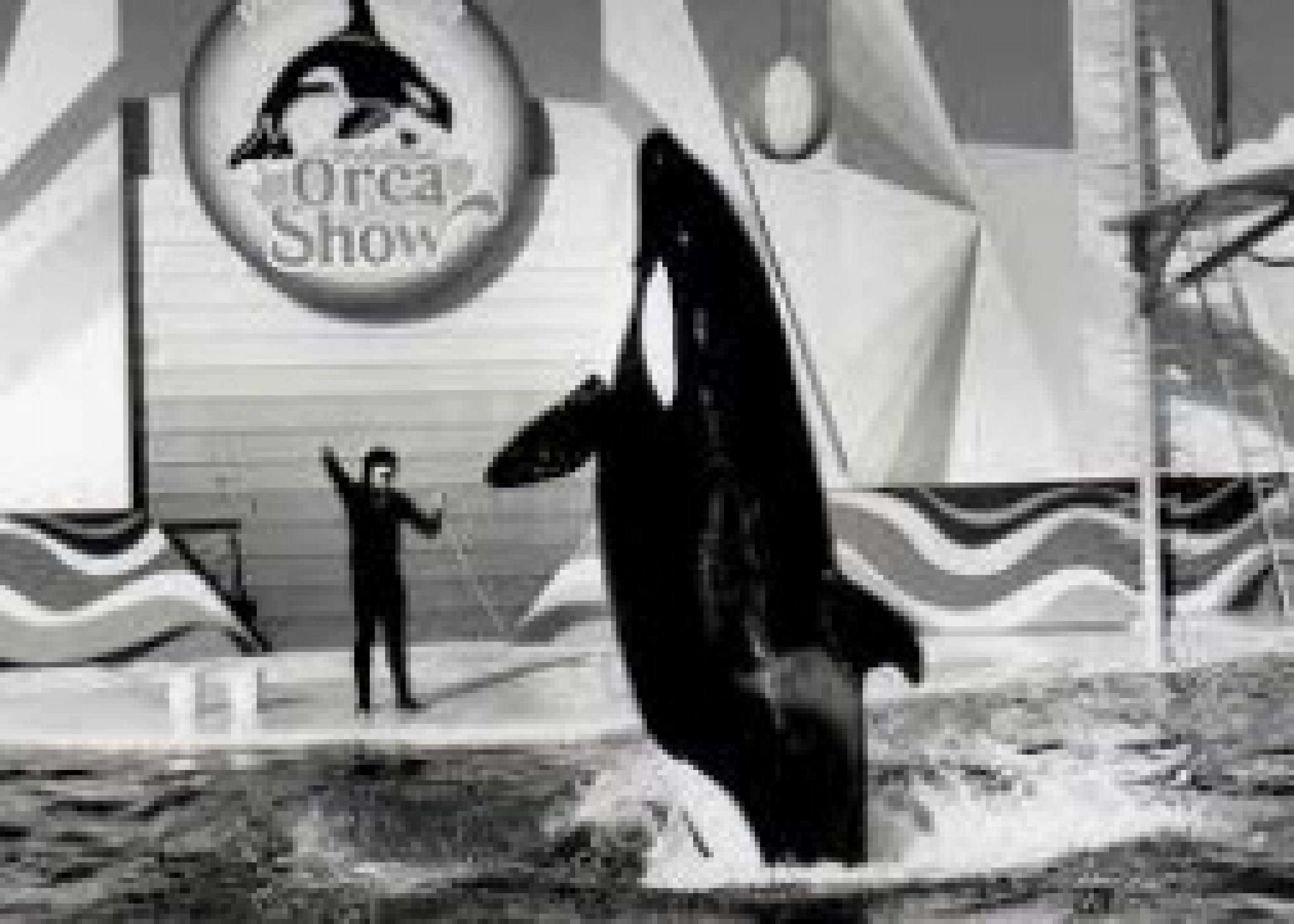 O "Orca Show" aconteceu no Playcenter entre os anos de 1985 &agrave; 1989