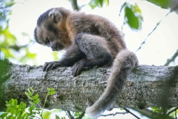 Sapajus libidinosus, também chamado de macaco-prego barbado ou capuchinho, foi registrado por pesquisadores brasileiros no Parque Nacional de Ubajara, no Ceará - (crédito: Tatiane Valença/NePReGo) Sapajus libidinosus, também chamado de macaco-prego barbado ou capuchinho, foi registrado por pesquisadores brasileiros no Parque Nacional de Ubajara, no Ceará - (crédito: Tatiane Valença/NePReGo)