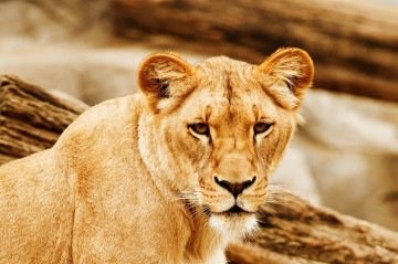 A atividade interativa no zoológico de Shantou, terminou em pânico entre visitantes -  (crédito:  Imagem de PublicDomainPictures por Pixabay)