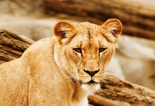 Imagem de PublicDomainPictures por Pixabay