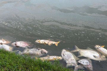 Pulverização aérea mata toneladas de peixes em Padre Bernardo
 -  (crédito: Cedido ao Correio)