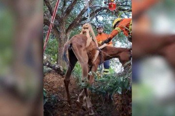 Corpo de Bombeiros (CBMDF) realizou resgate do animal -  (crédito: CBMDF/Divulgação)