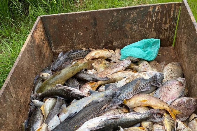 Pulverização aérea mata toneladas de peixes em Padre Bernardo

