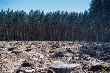 Fragmentação torna os biomas ainda mais suscetíveis à degradação causa, por exemplo, pela agropecuária e pela urbanização -  (crédito: El?bieta Michta/Pixabay)