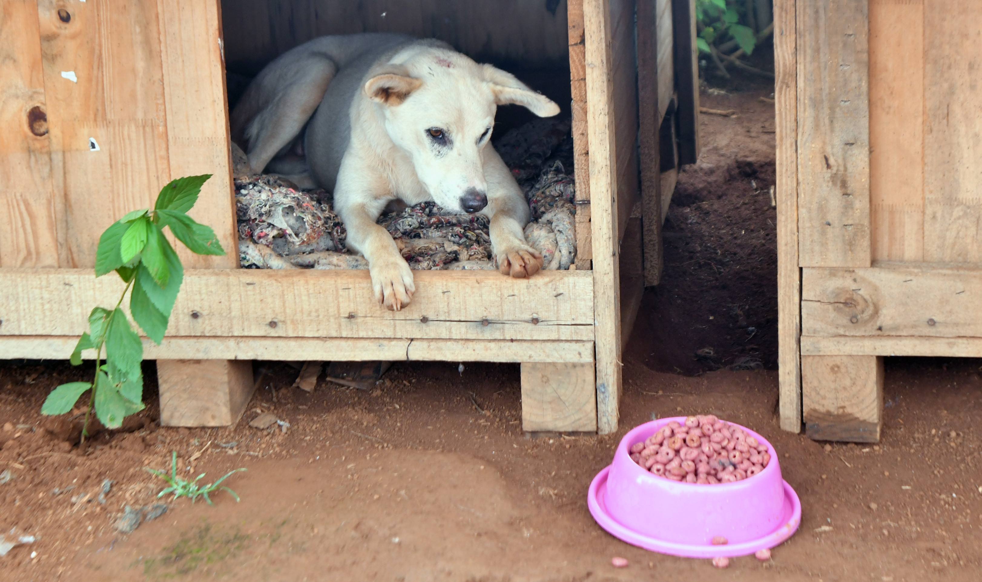 Casinhas doadas pela PCDF ao projeto Doguitos do Mato