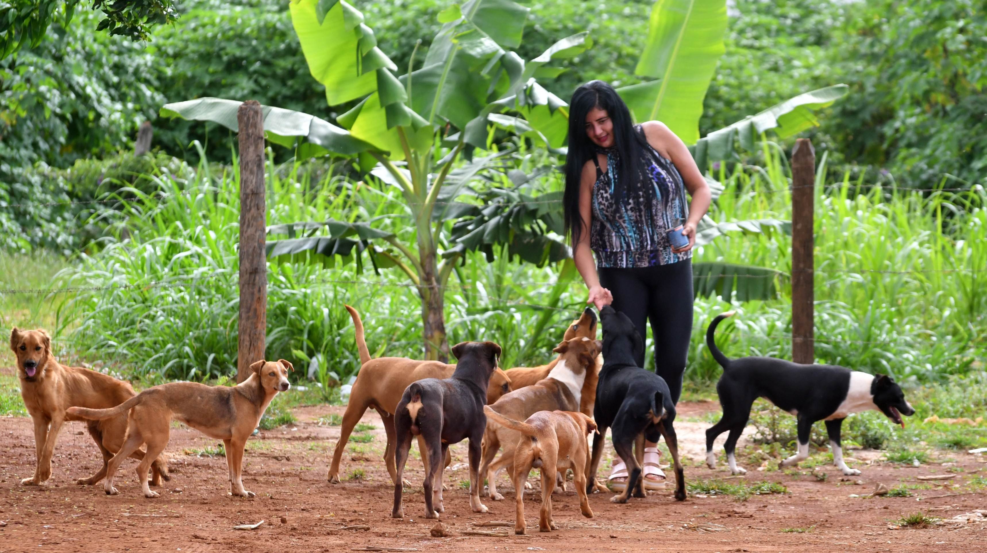 Amanda Martins &eacute; respons&aacute;vel pelo projeto Doguitos do Mato, em Sol Nascente