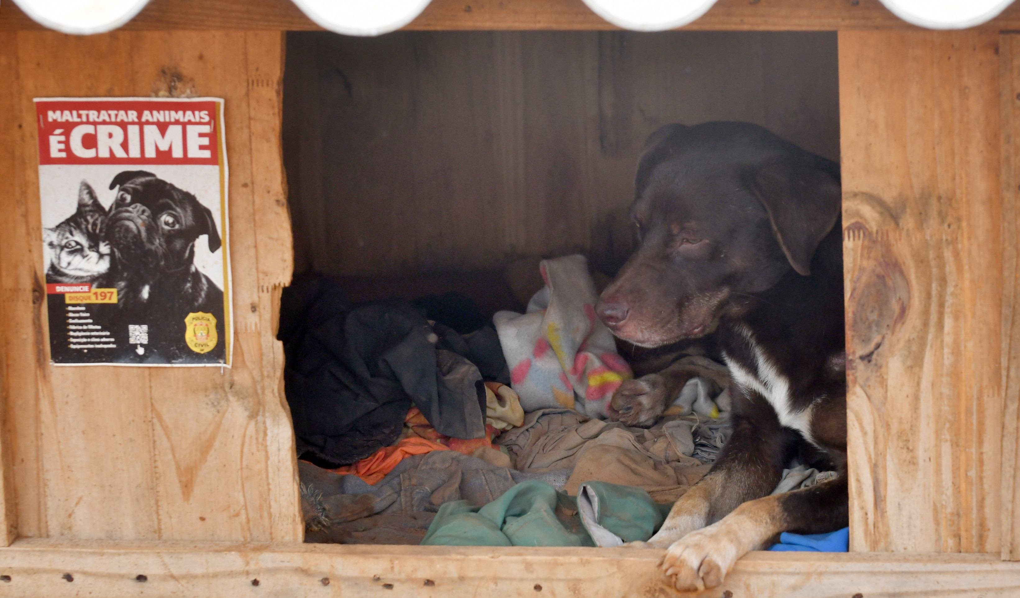 Casinhas doadas pela PCDF ao animais do projeto Doguitos do Mato, no Sol Nascente