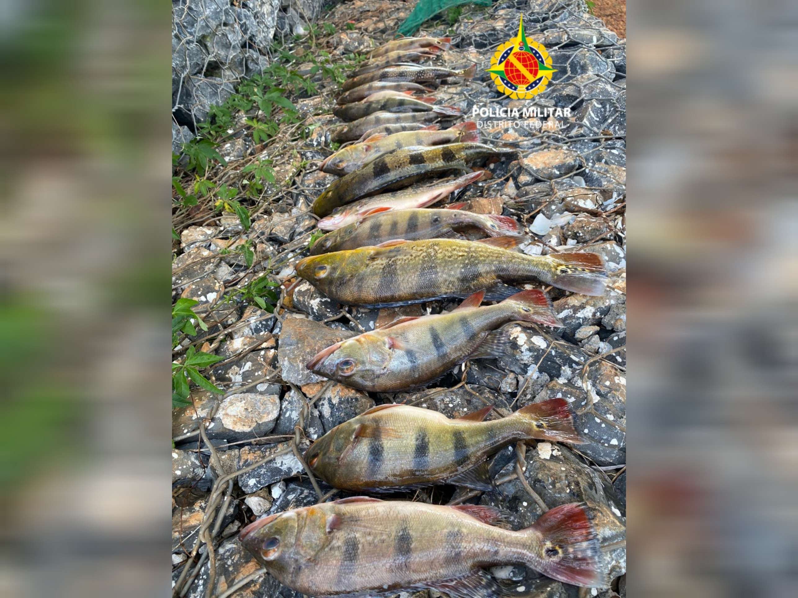 Homens s&atilde;o presos por pesca ilegal embaixo da Ponte Costa e Silva 