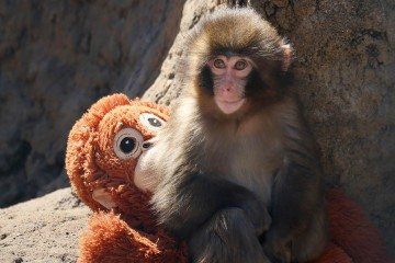 Punch é um filhote de macaco-japones que foi abandonado pela mãe logo após o nascimento. Rejeitado pelo restante do grupo, ele se vinculou a um bichinho de pelúcia     -  (crédito: JIJI PRESS / AFP)