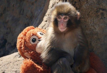 Punch é um filhote de macaco-japones que foi abandonado pela mãe logo após o nascimento. Rejeitado pelo restante do grupo, ele se vinculou a um bichinho de pelúcia     -  (crédito: JIJI PRESS / AFP)
