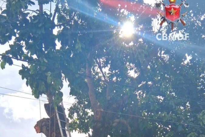 Neoenergia alertou para os cuidados na realização de podas em lote próprio - (crédito: CBMDF) Neoenergia alertou para os cuidados na realização de podas em lote próprio - (crédito: CBMDF)