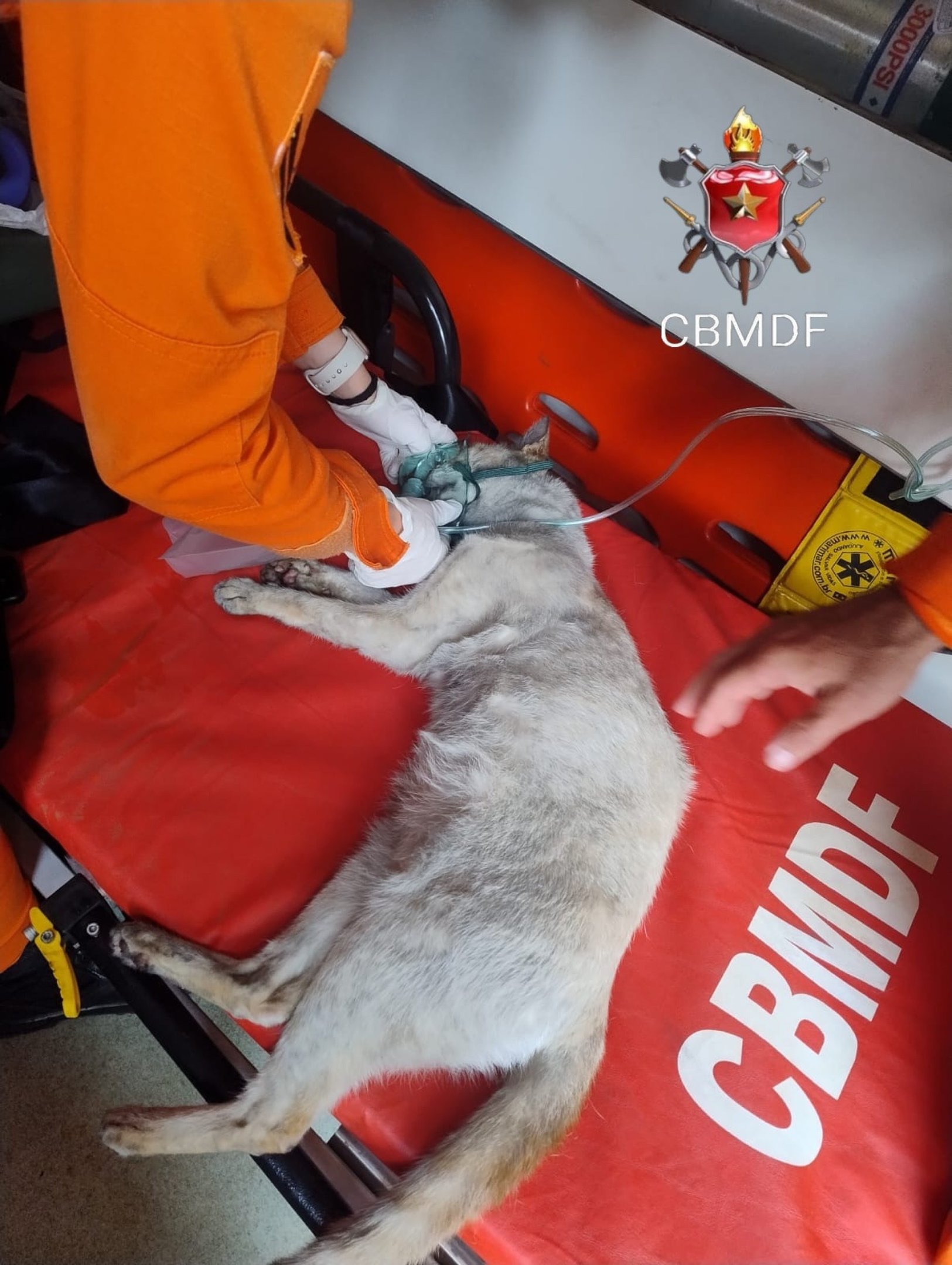 Inc&ecirc;ndio atinge apartamento e mobiliza bombeiros na Asa Norte 