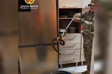 Jararaca é encontrada sobre pia de cozinha em Sobradinho II
- (crédito: CBMDF/Divulgação) Jararaca é encontrada sobre pia de cozinha em Sobradinho II
- (crédito: CBMDF/Divulgação)