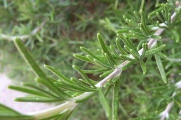 Uma das ervas mais versáteis da cozinha também é aliada na saúde mental -  (crédito: Imagem de xesisex por Pixabay)