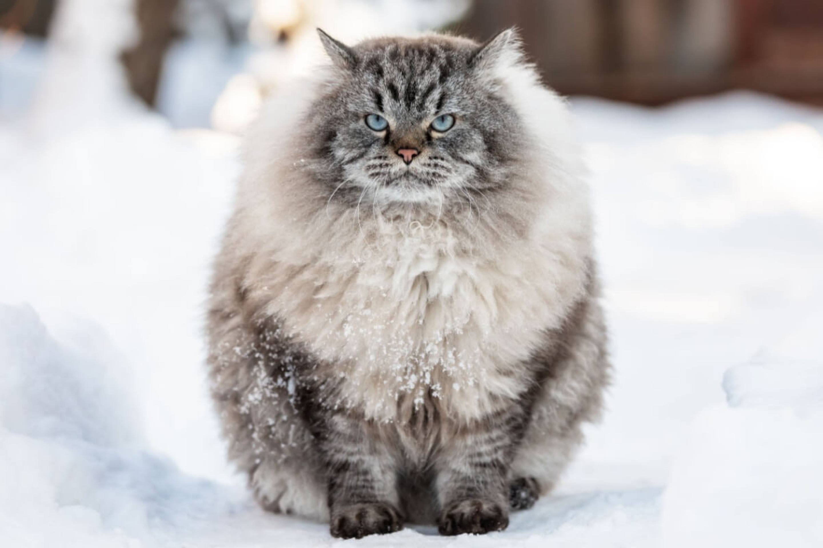 As raças de gatos da Rússia são famosas mundialmente (Imagem: Dmitry Naumov | Shutterstock)
- (crédito: EdiCase) As raças de gatos da Rússia são famosas mundialmente (Imagem: Dmitry Naumov | Shutterstock)
- (crédito: EdiCase)