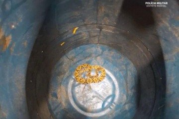 Equipe ambiental resgata jararaca em Sobradinho II - (crédito: Material cedido ao Correio) Equipe ambiental resgata jararaca em Sobradinho II - (crédito: Material cedido ao Correio)