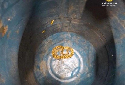 Equipe ambiental resgata jararaca em Sobradinho II -  (crédito: Material cedido ao Correio) -Equipe ambiental resgata jararaca em Sobradinho II -  (crédito: Material cedido ao Correio)