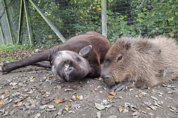 Os animais desenvolveram uma Os animais desenvolveram uma