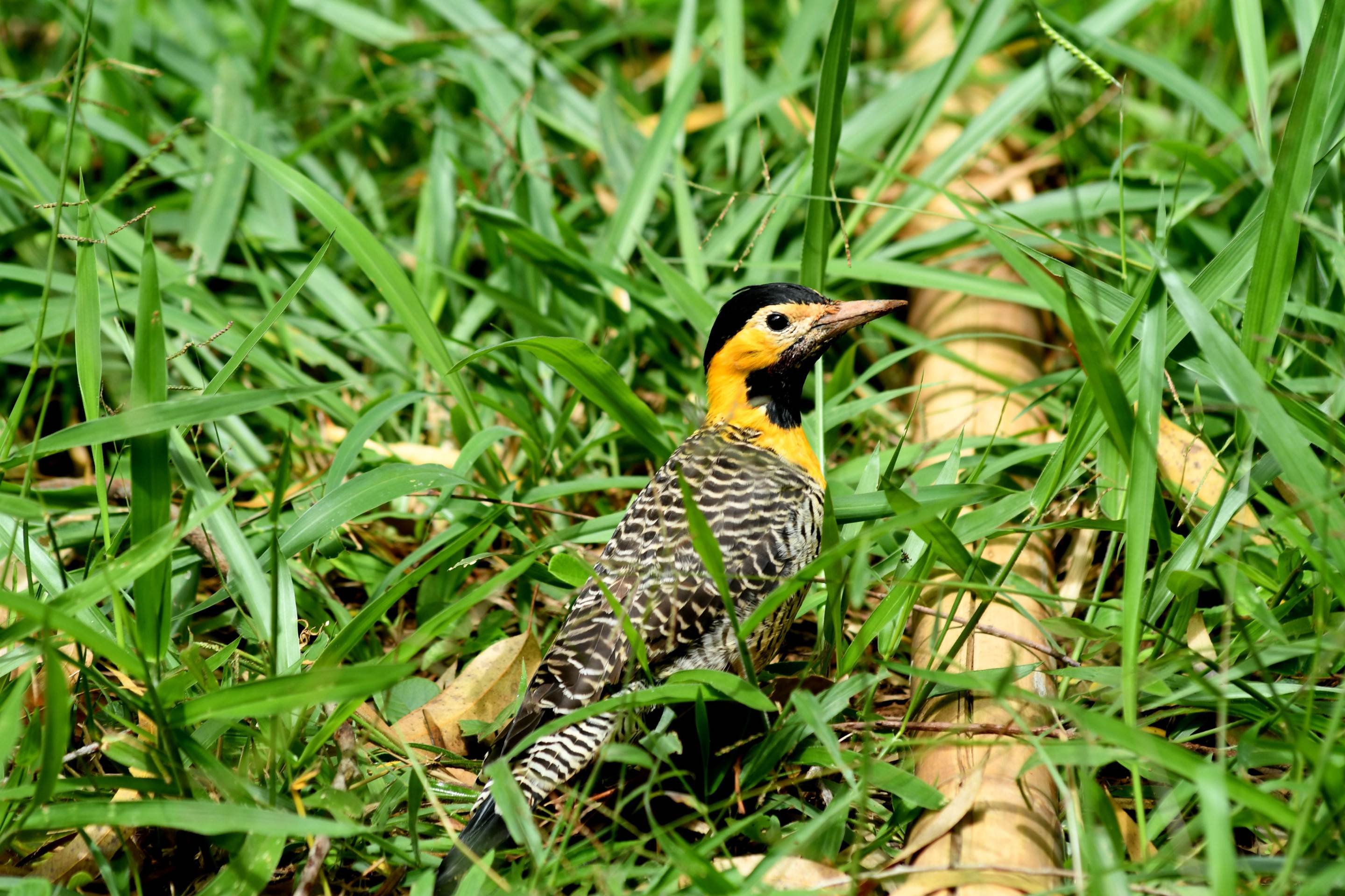 Pica-pau amarelo no Parque Ecol&oacute;gico de &Aacute;guas Claras