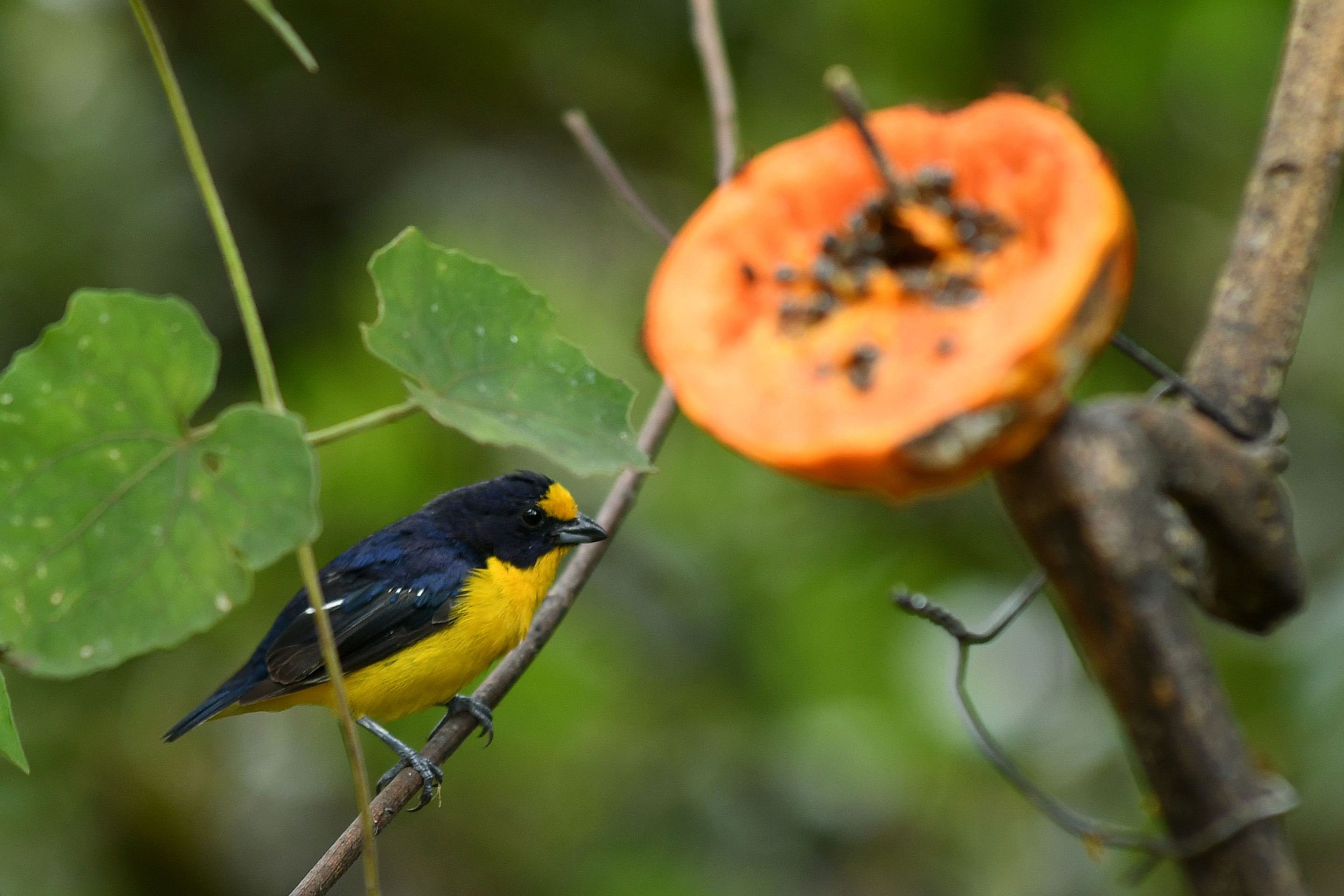 Guaturamo-verdadeiro no Parque Ecol&oacute;gico de &Aacute;guas Claras