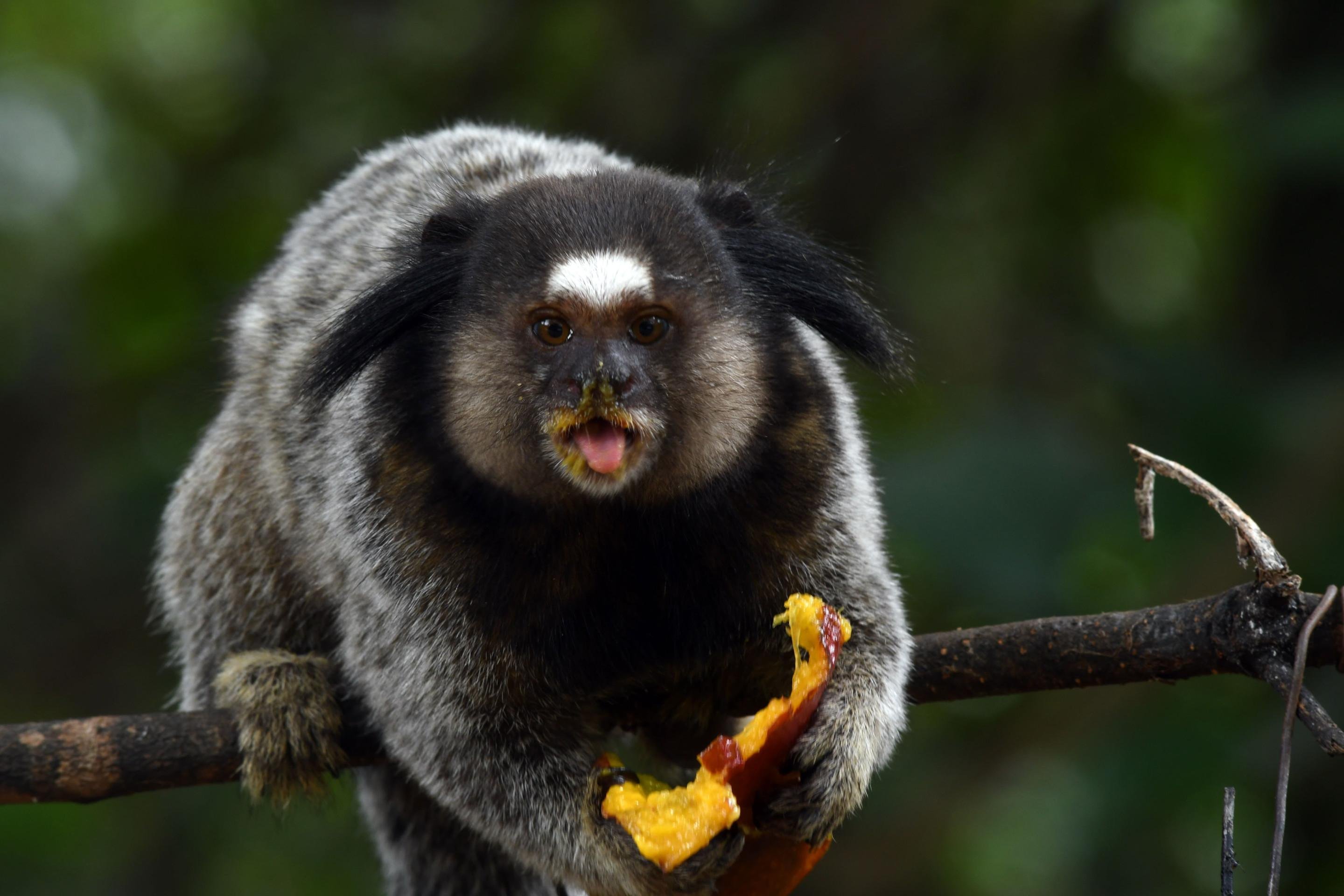 Sagui aproveitando para degustar uma manga no Parque Ecol&oacute;gico de &Aacute;guas Claras