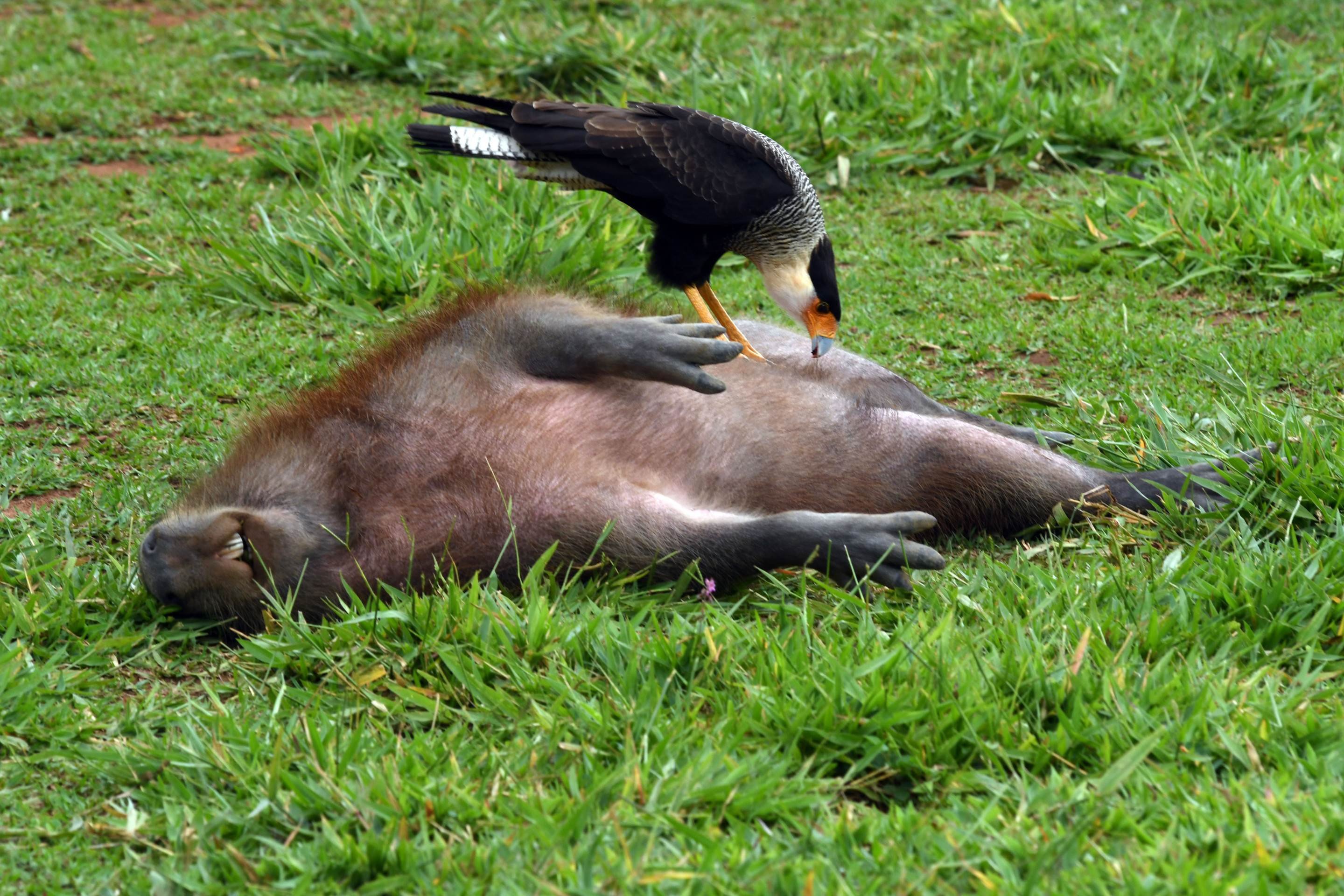 Carcar&aacute; retira carrapatos da capivara em pr&aacute;tica de mutualismo, rela&ccedil;&atilde;o ecol&oacute;gica harm&ocirc;nica na qual as duas esp&eacute;cies interagem e obt&ecirc;m benef&iacute;cios. Parque Ecol&oacute;gico de &Aacute;guas Claras