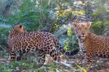 Escassez de presas ameaça onça na Mata Atlântica -  (crédito: Projeto Onças do Iguaçu)