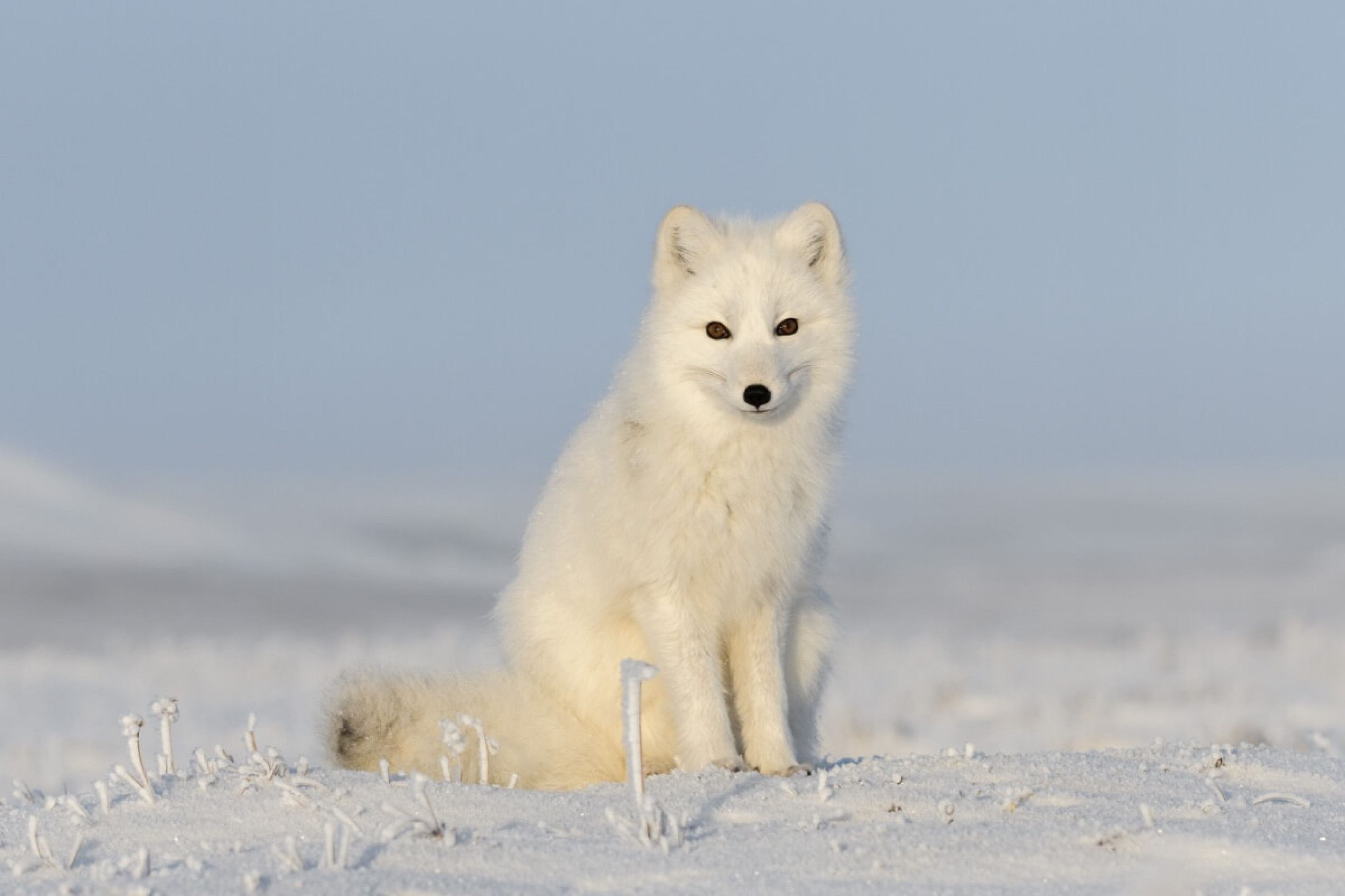 Raposa-do-ártico: 7 curiosidades sobre esse animal que vive no frio extremo