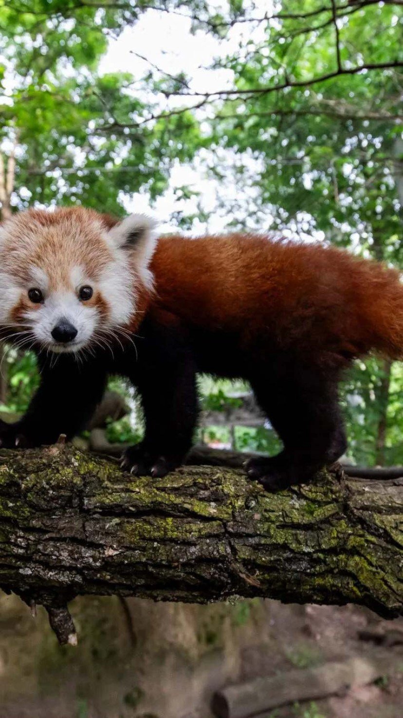 Quase extinto, panda-vermelho nasce em zoo em Buffalo