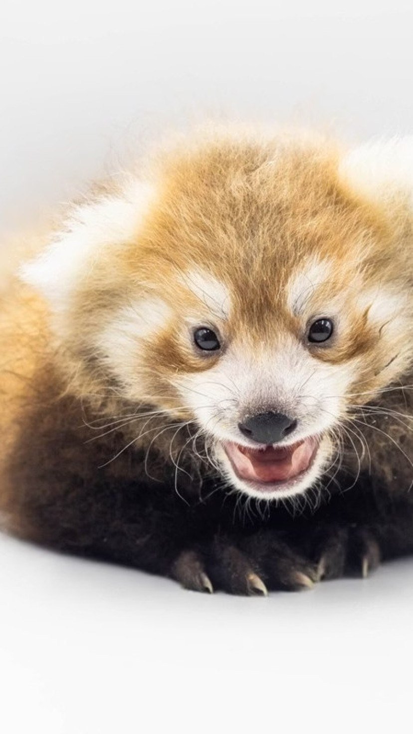 1_panda-vermelho-64770643.jpg?