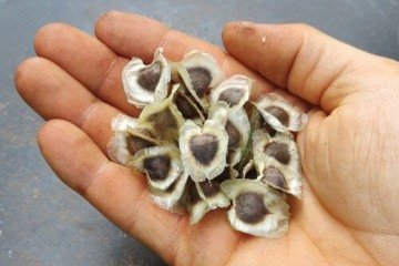 Semente de moringa: trunfo para tratamento d'água -  (crédito: Reprodução)