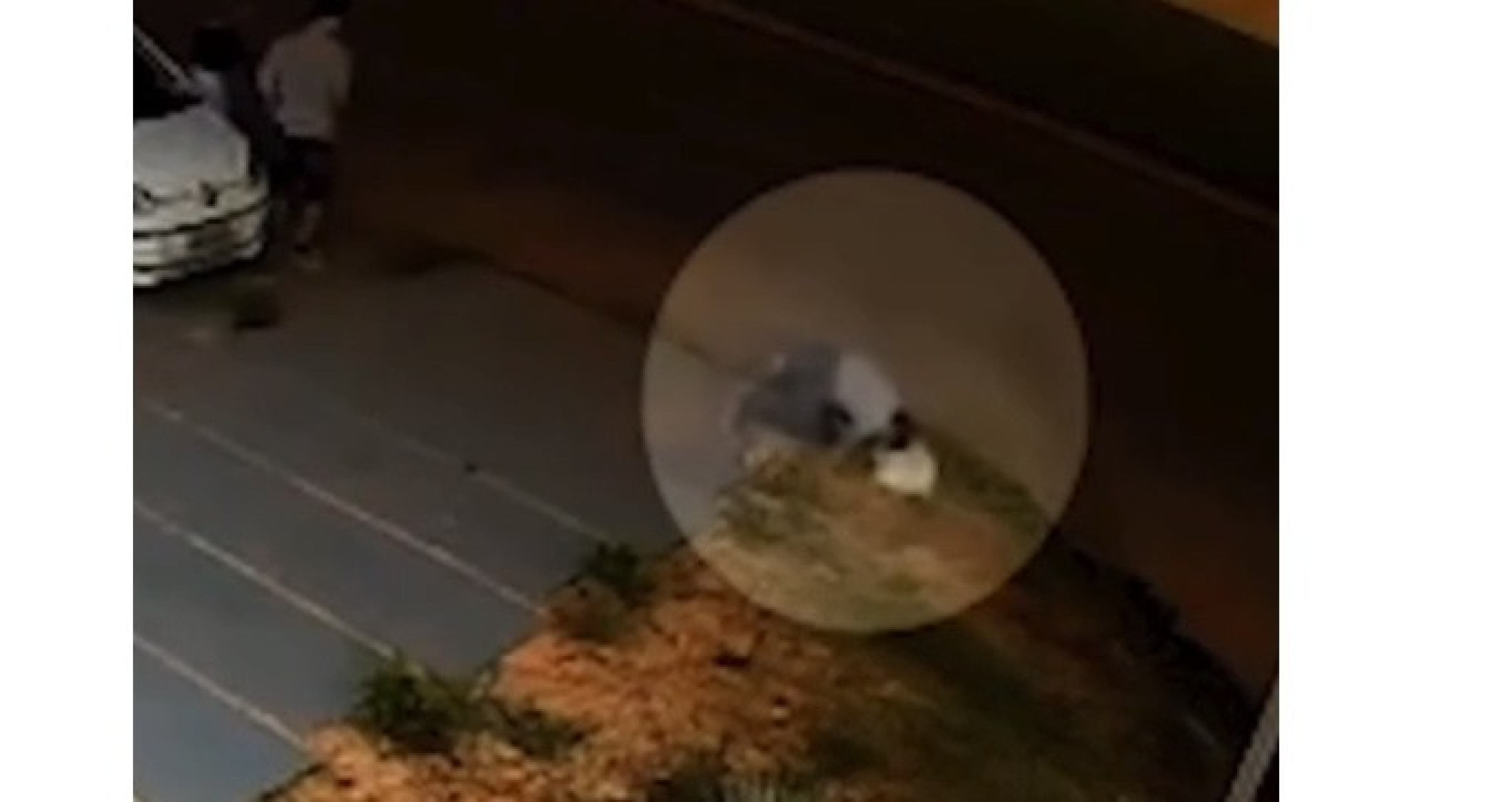 Idosa fica em estado grave ao ser atropelada no DF; motorista fugiu