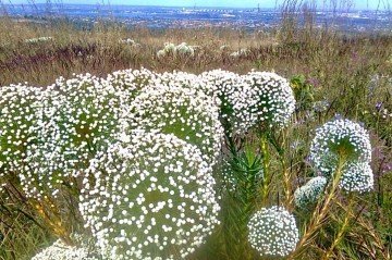 A Gleba A da Serrinha do Paranoá não foi incluída no parque - (crédito: Marcos Woortmann/Material cedido ao Correio) A Gleba A da Serrinha do Paranoá não foi incluída no parque - (crédito: Marcos Woortmann/Material cedido ao Correio)