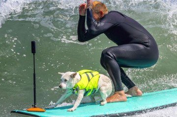 Sugar também é cão de terapia em hospitais -  (crédito: Reprodução/Redes sociais)