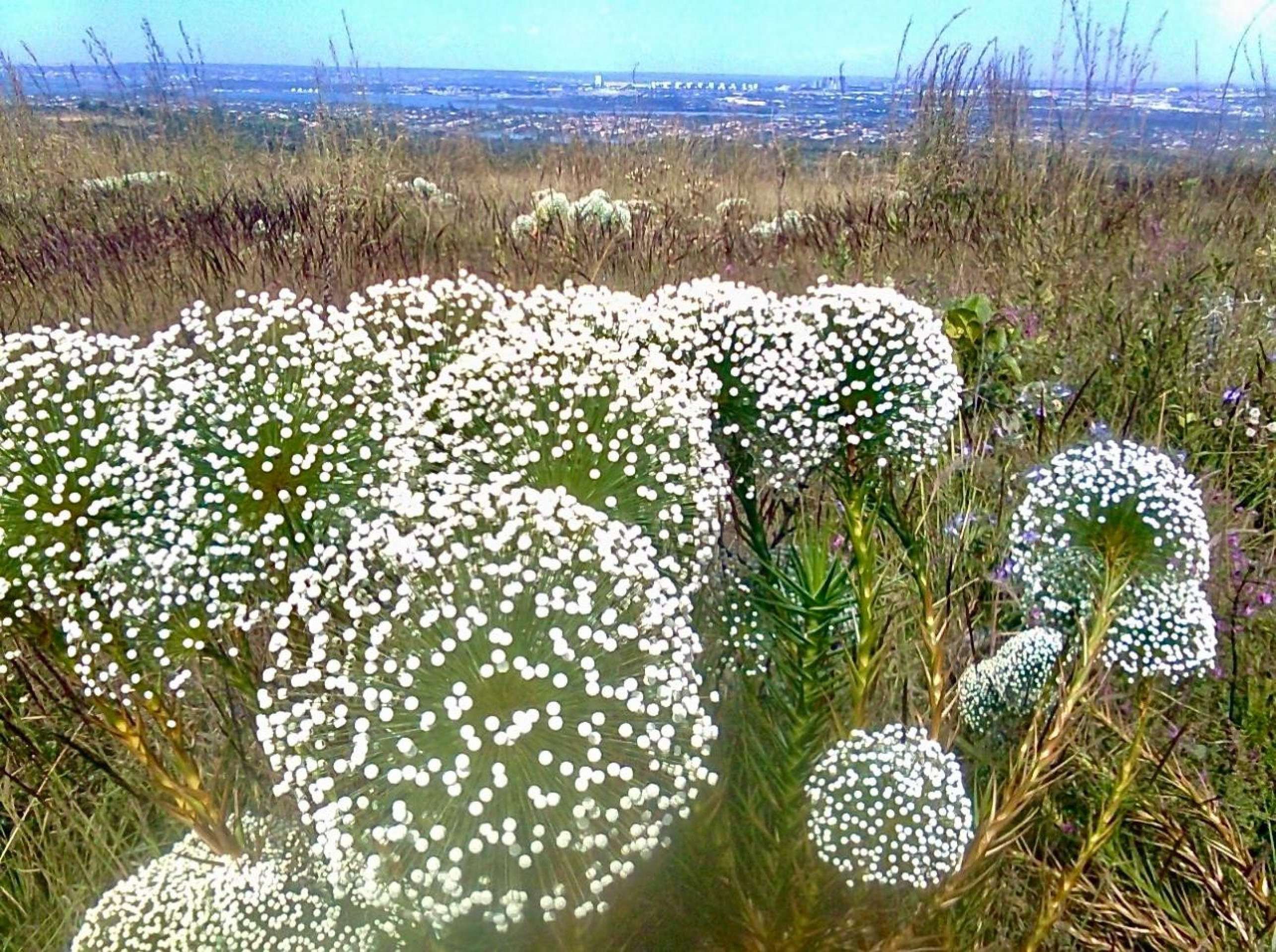 Gleba A da Serrinha do Parano&aacute;, que est&aacute; sendo inclu&iacute;da como garantia no projeto de lei de capitaliza&ccedil;&atilde;o do BRB