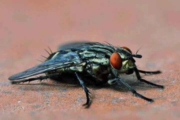 Encontrar esses animais mortos em excesso pode ser um sinal de falta de higiene no ambiente -  (crédito: - Psubraty por Pixabay)