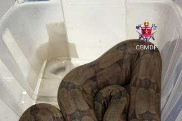 Jiboia resgatada -  (crédito: Divulgação / CBMDF)